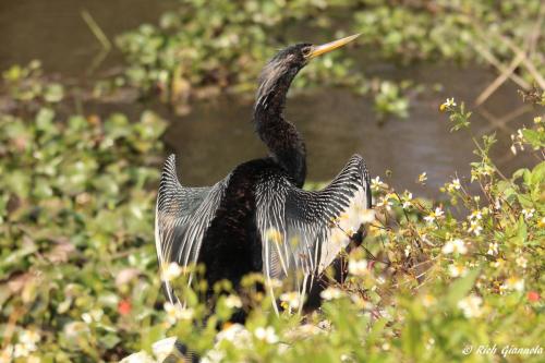 American Anhinga