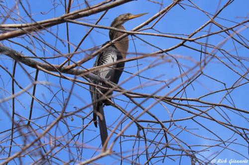 American Anhinga