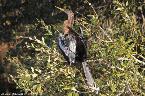 American Anhinga