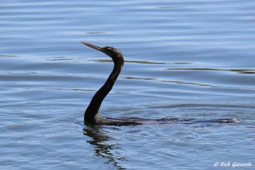 American Anhinga