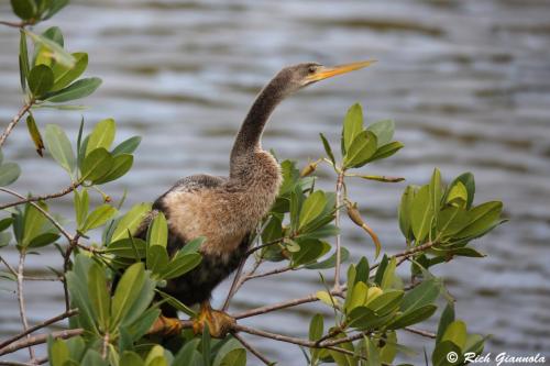 American Anhinga