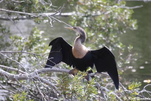 American Anhinga