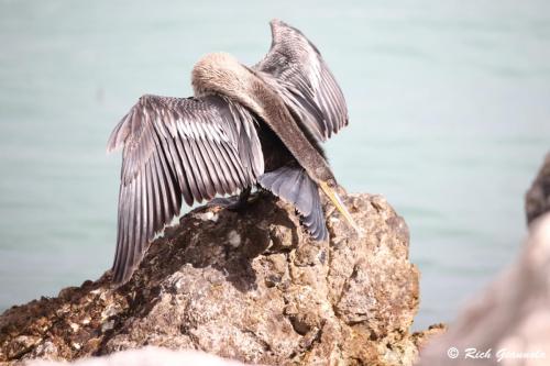 American Anhinga