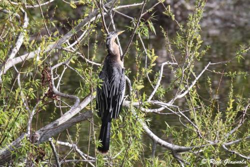 Anhinga