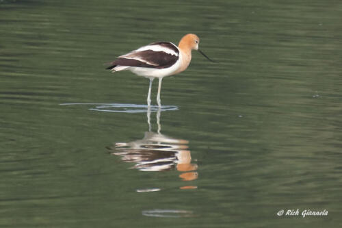 American Avocet still in summer plumage