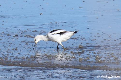 American Avocet