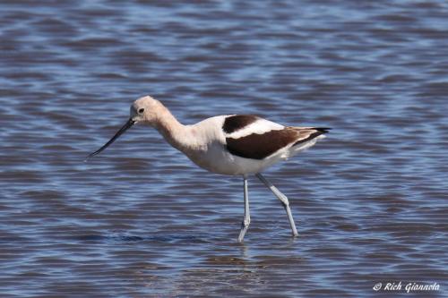 American Avocet