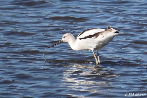 American Avocet