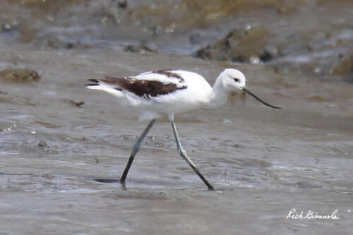 American Avocet in the mud