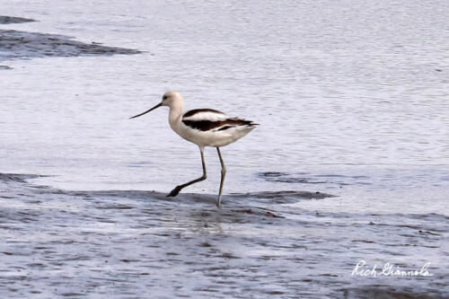 American Avocet slowly walking in shallow water