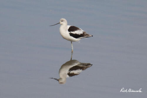 American Avocet doing a balancing act in shallow water