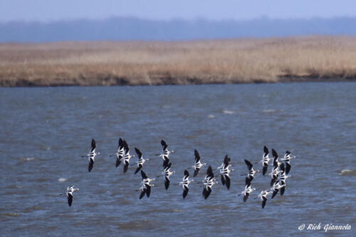 American Avocets flying in sync