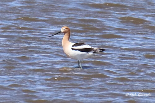 American Avocet posing in the water