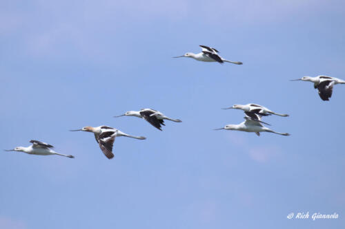 A flock of American Avocets