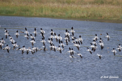 American Avocets turning in unison