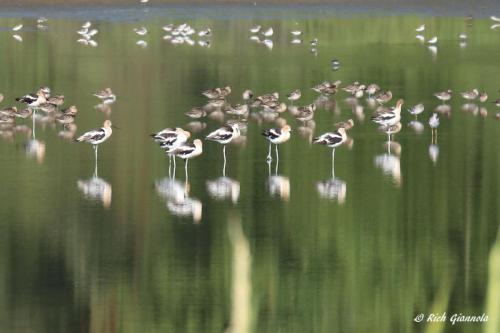 American Avocets