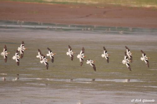 American Avocets