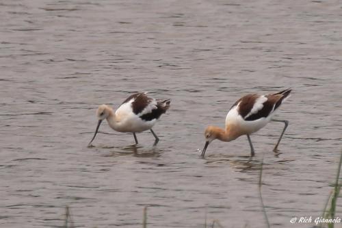 American Avocets