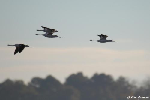 American Avocets