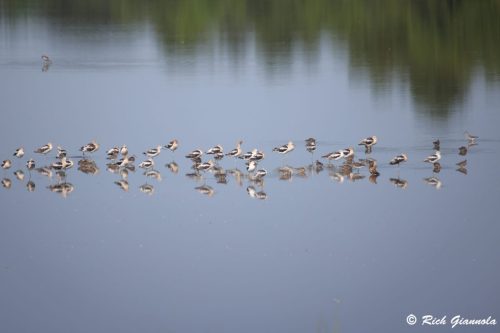 American Avocets