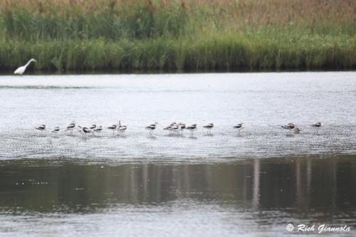 American Avocets