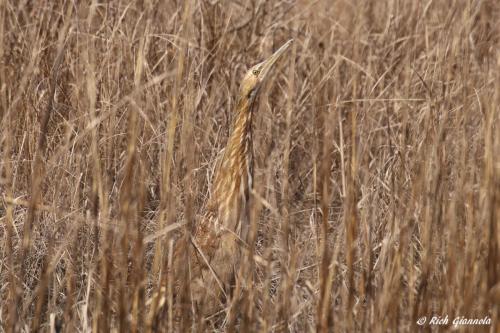 American Bittern