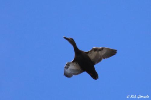 American Black Duck