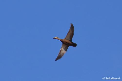 American Black Duck