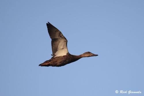 American Black Duck