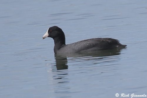 American Coot
