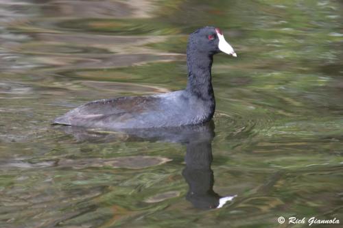 American Coot