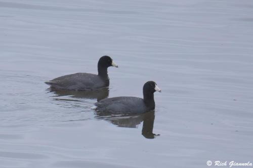 American Coots