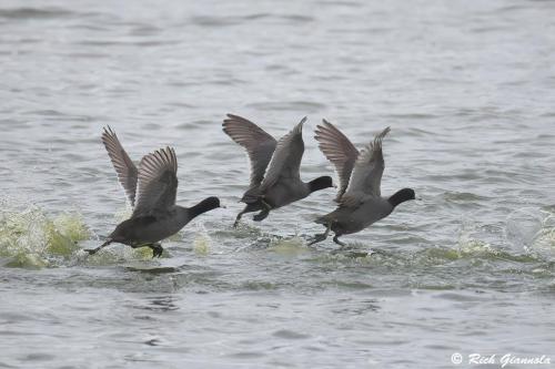 American Coots