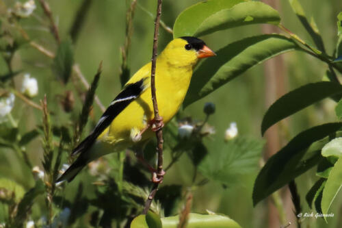 An American Goldfinch poking out of the leaves