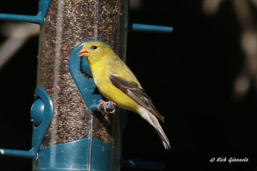 A female American Goldfinch on our thistle feeder