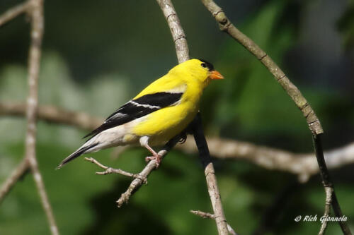 A male American Goldfinch waiting to get thistle seed