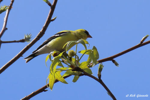 American Goldfinch