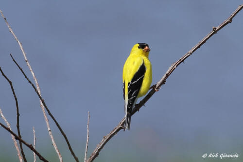 American Goldfinch