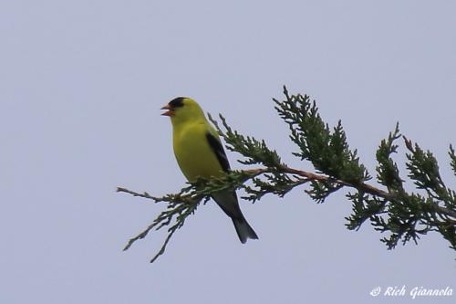 American Goldfinch