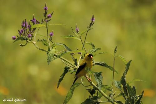 American Goldfinch