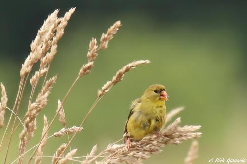 American Goldfinch