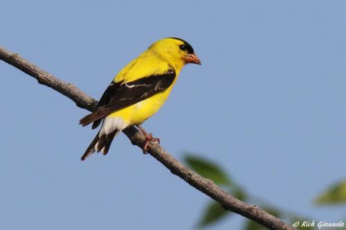 American Goldfinch