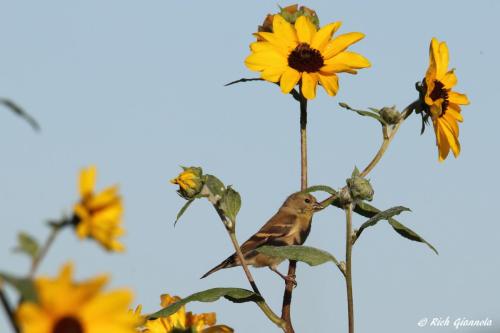 American Goldfinch