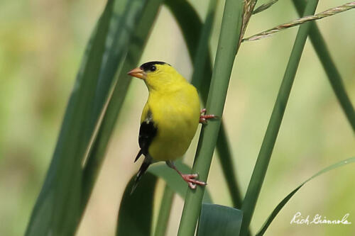 Clinging American Goldfinch 