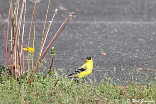 American Goldfinch
