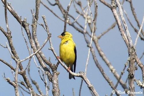 American Goldfinch