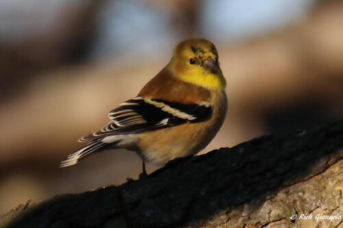 American Goldfinch looking at me