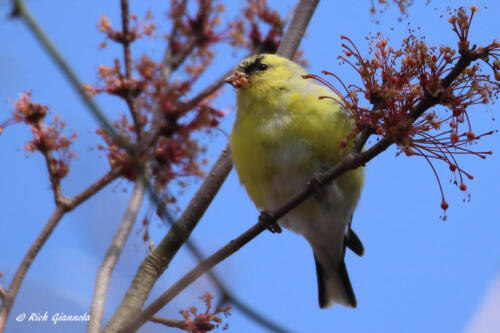 American Goldfinch picking at some buds