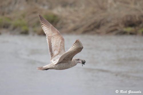 American Herring Gull