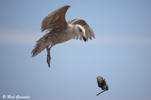 American Herrring Gull
